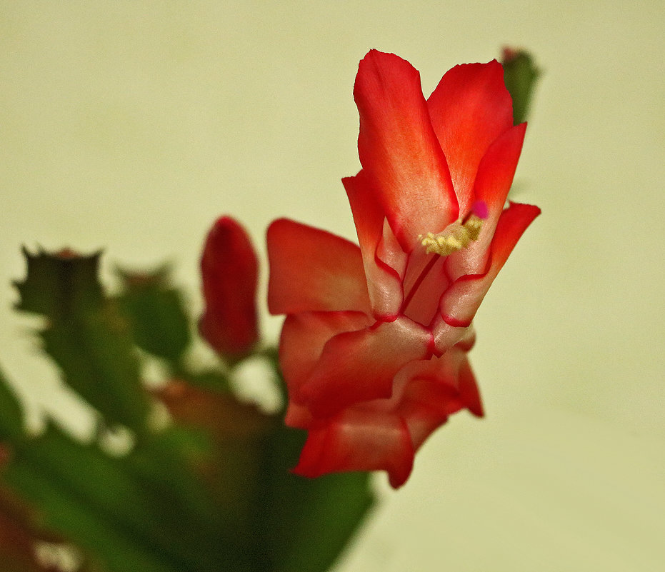 Цветок декабриста - Светлана 