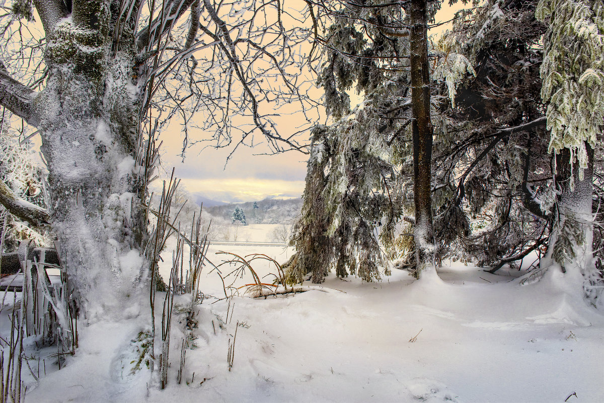 Зимой  в лесу..., остановись .......... - Olga Ger