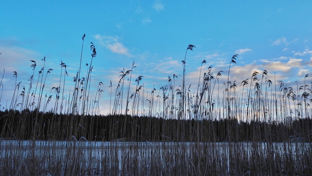 На озере в декабре - wea *