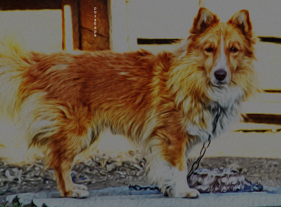 грустная собака соседа Александера - Ксения Забара