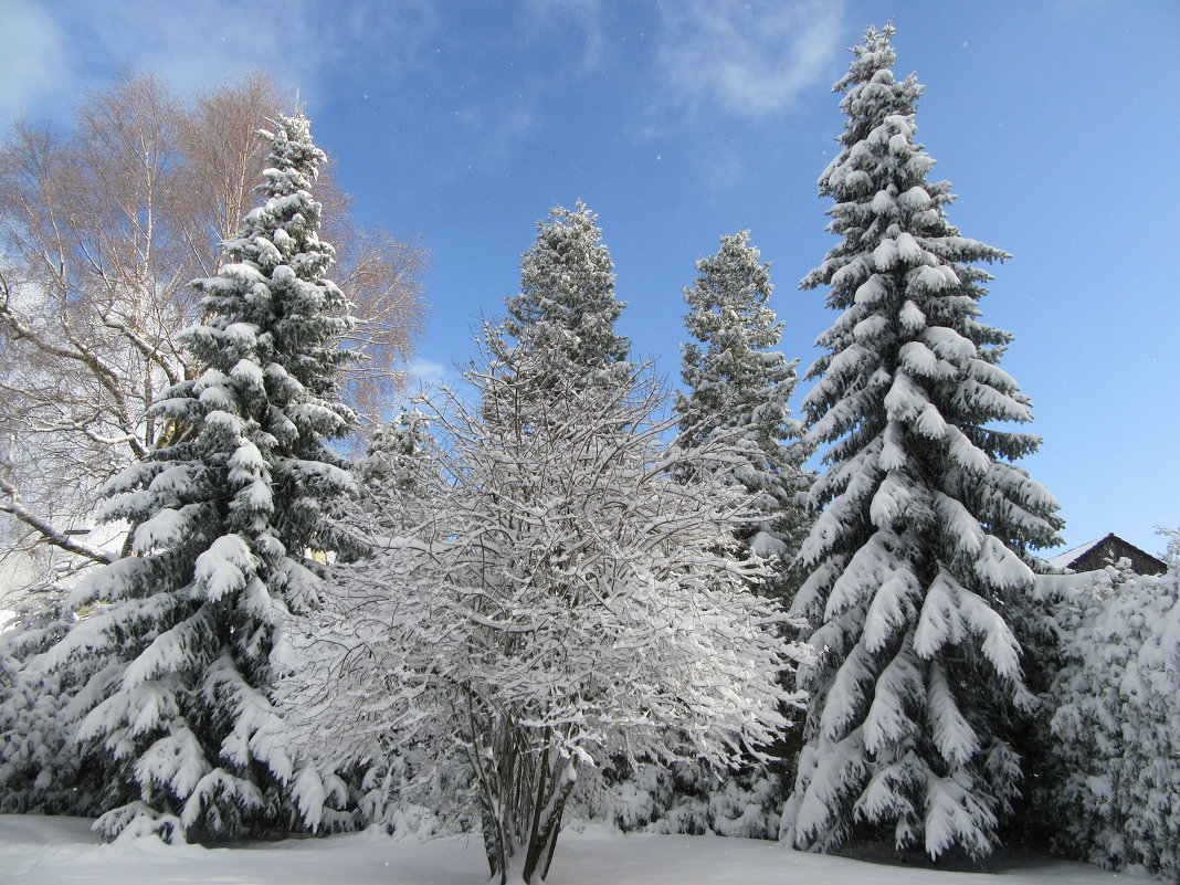Снежные елки - Mariya laimite