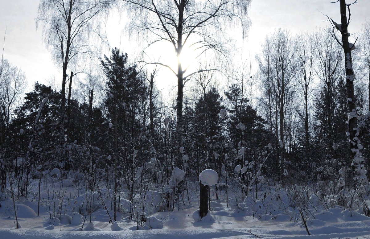В зимнем лесу - Вера Андреева