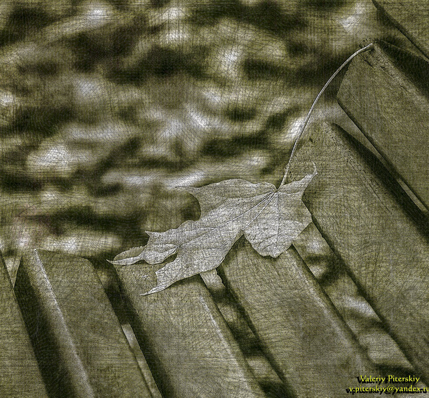 Кленовый лист в Летнем саду - Valeriy Piterskiy