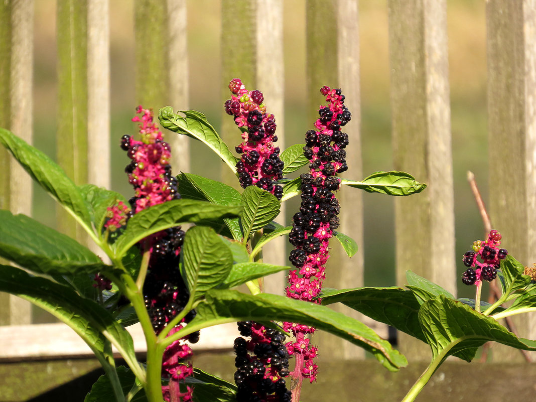 Фитолакка (Phytolacca) - Людмила Василькова