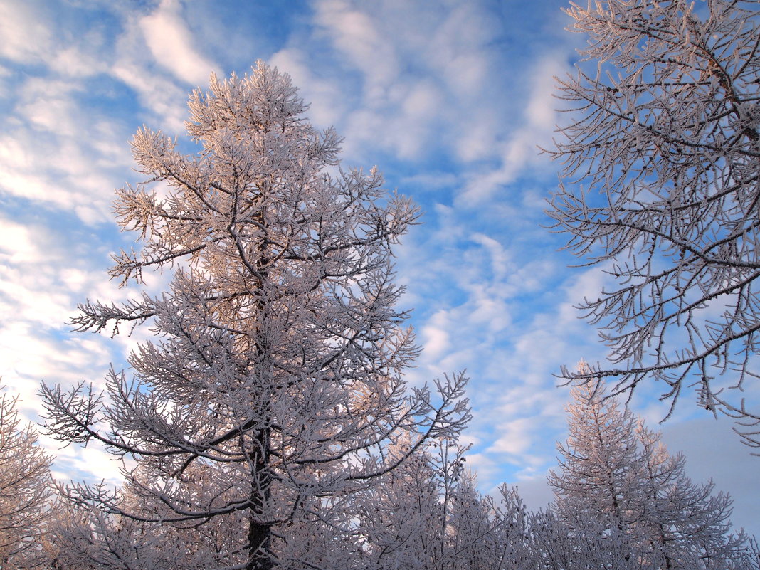 Прогулка по зимнему лесу - ГАЛИНА Баранова