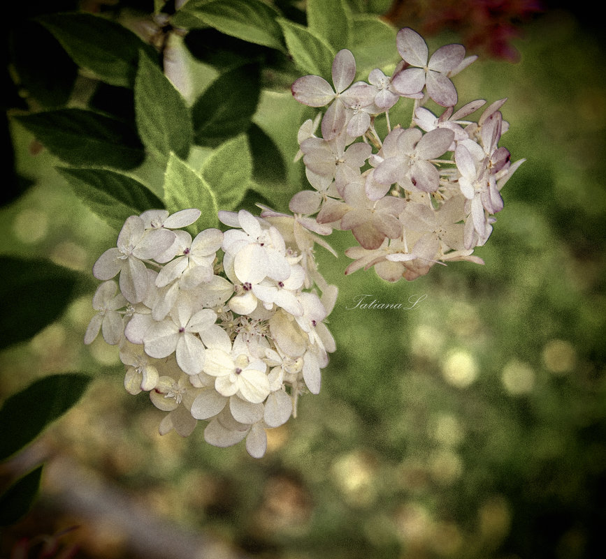 Hydrangea - Tatiana 