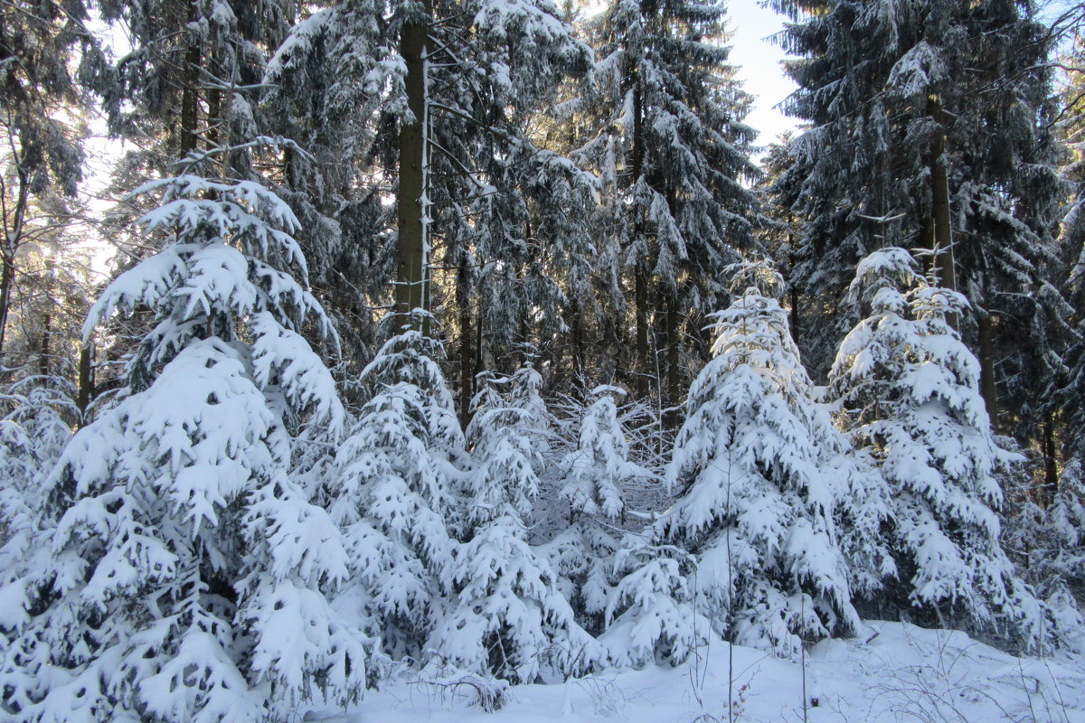 В зимнем лесу - Mariya laimite