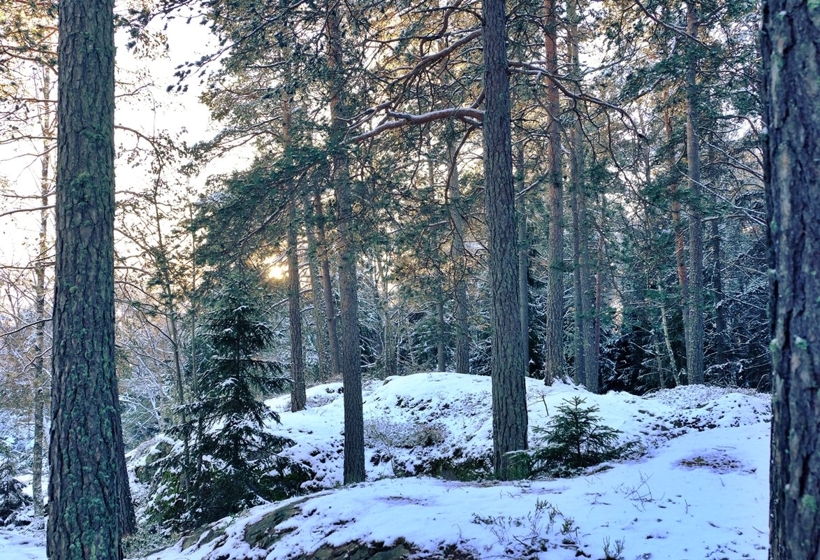 Зимний лес - wea *
