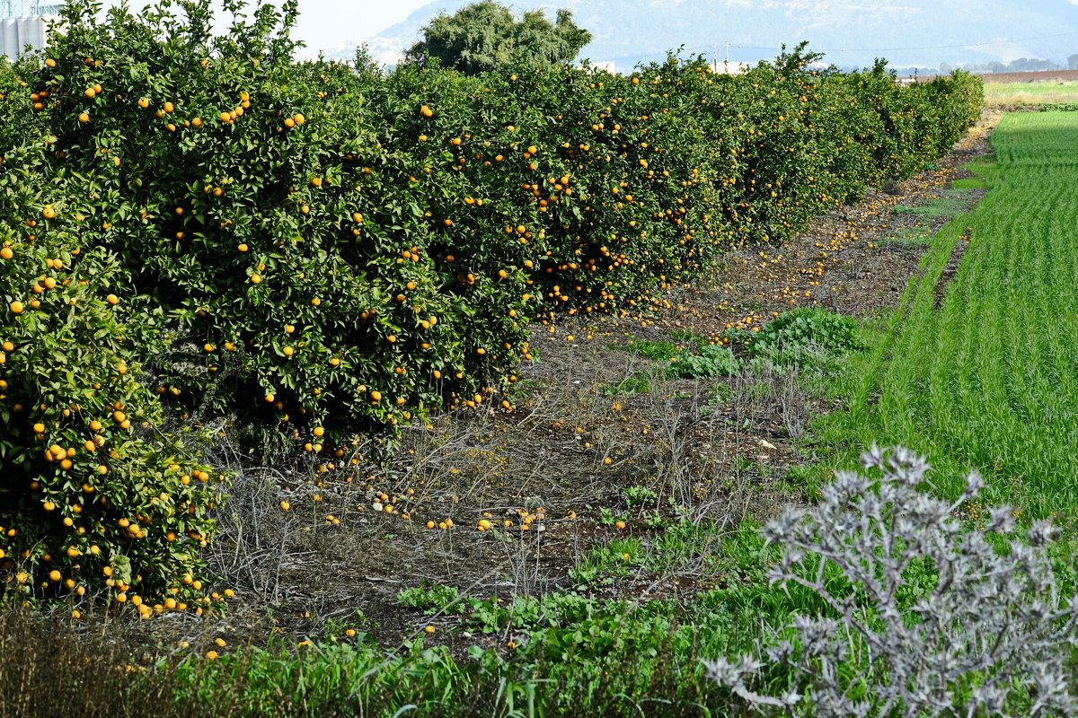 апельсиновый сад - evgeni vaizer