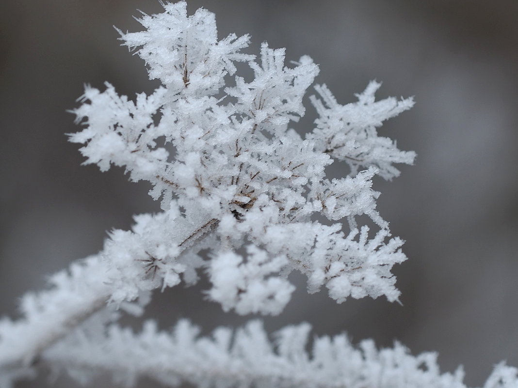 Ледяные цветы - wea *