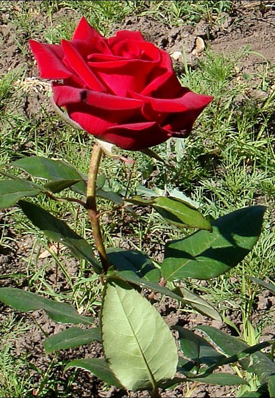 Июньская роза - Нина Корешкова