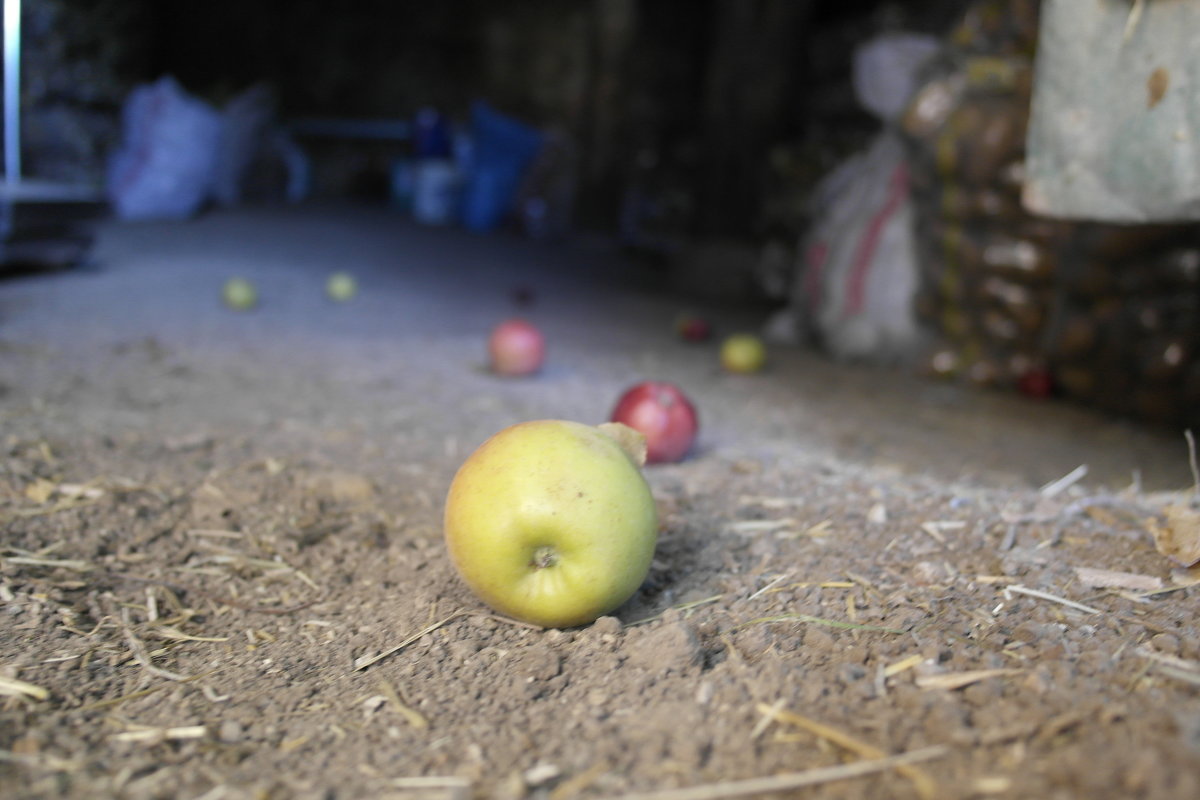 Яблоки по осени считают - saslanbek isaev