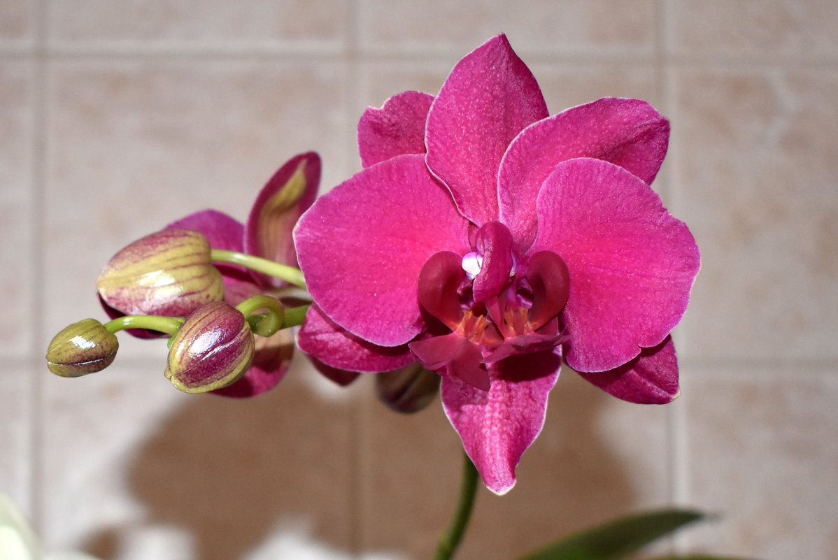 любителям орхидей - tatiana 