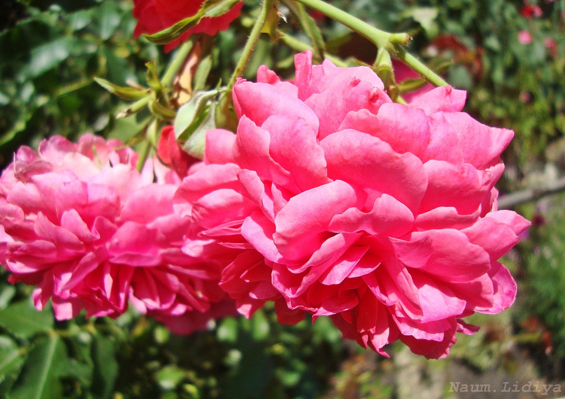Летние краски цветов - Лидия (naum.lidiya)