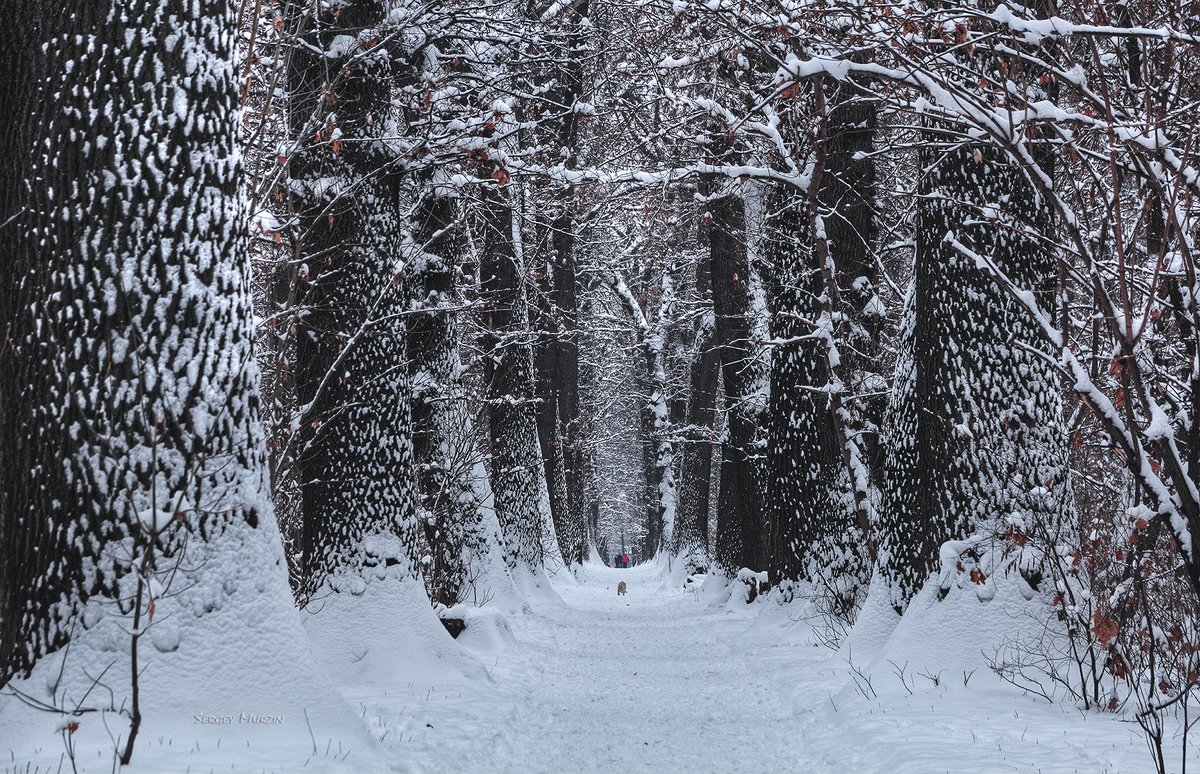 Зима - Сергей Мурзин
