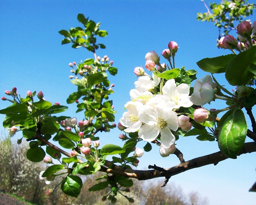 "Яблони в цвету, весны творенье..." - Galaelina ***
