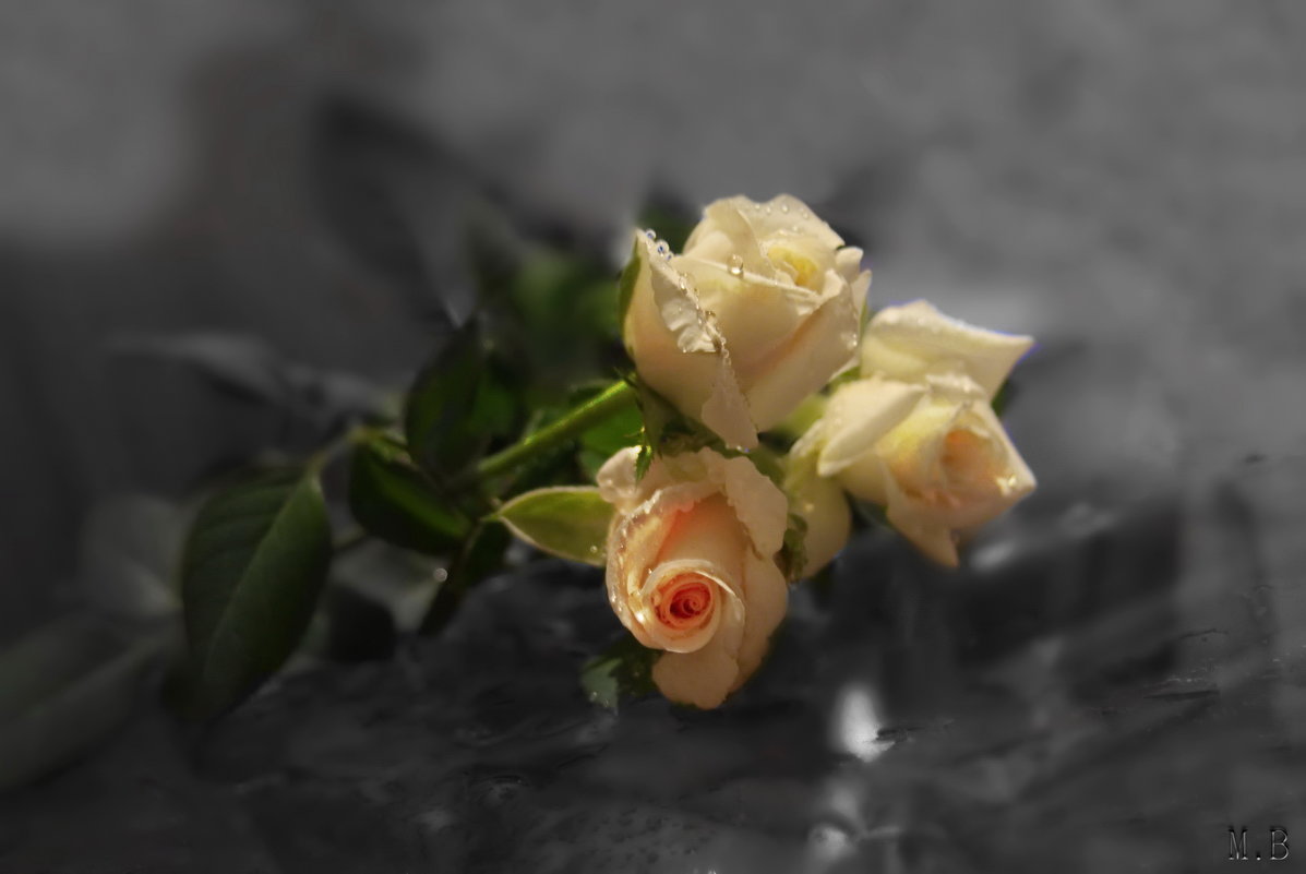 ...акварельные розы красивые, акварельные розы счастливые - Людмила Богданова (Скачко)