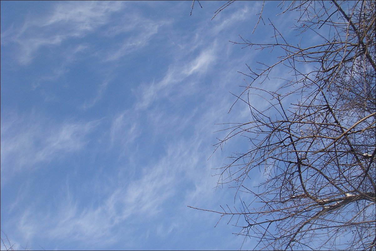Перистые облака в январе - Нина Корешкова