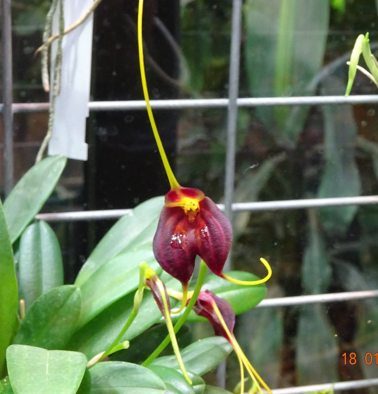 это тоже орхидея - Galina194701 
