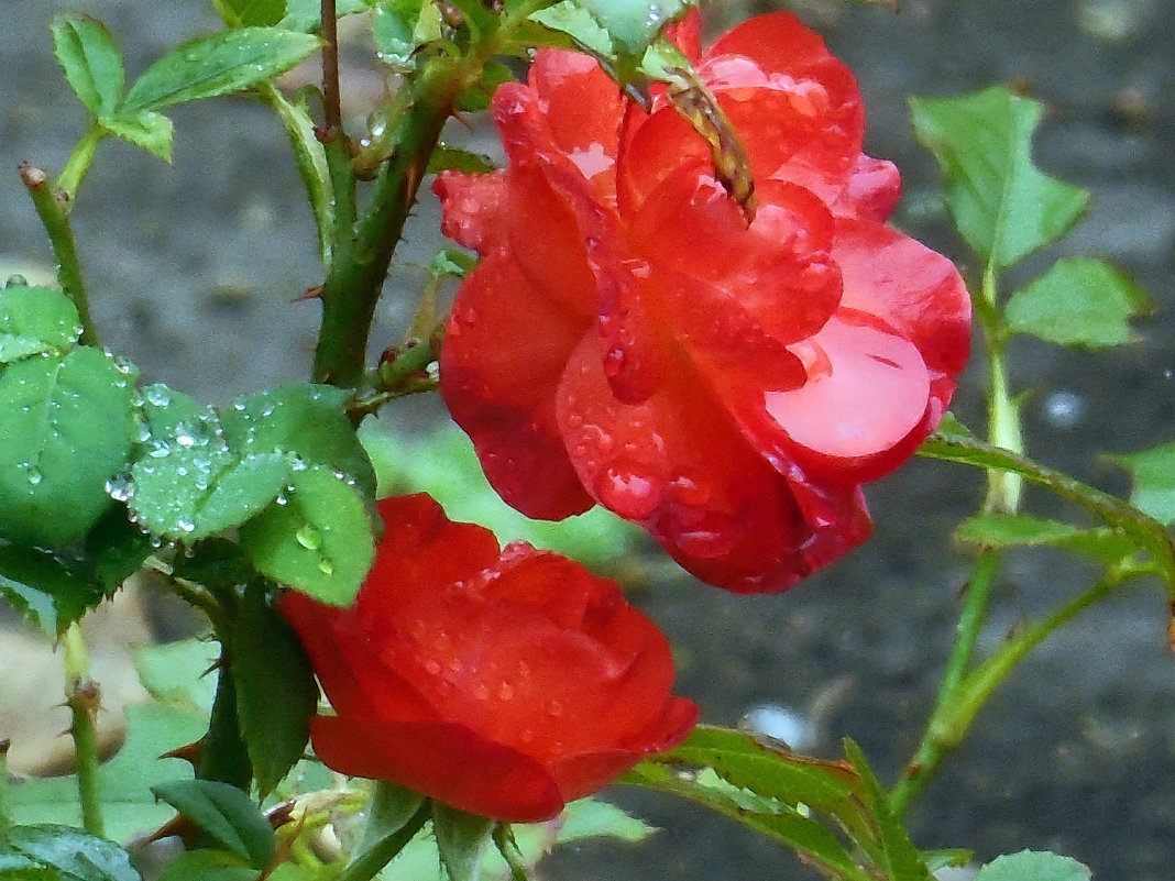 Розы...розы...Дождь - Вячеслав Медведев