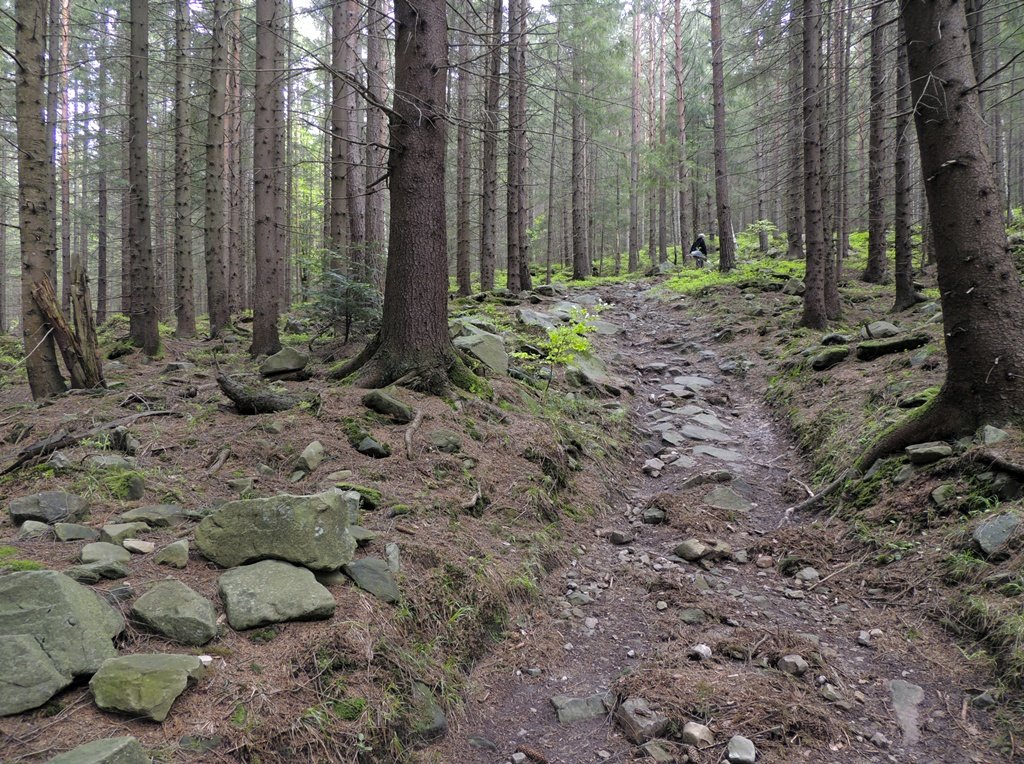 В Карпатах - Роман Савоцкий