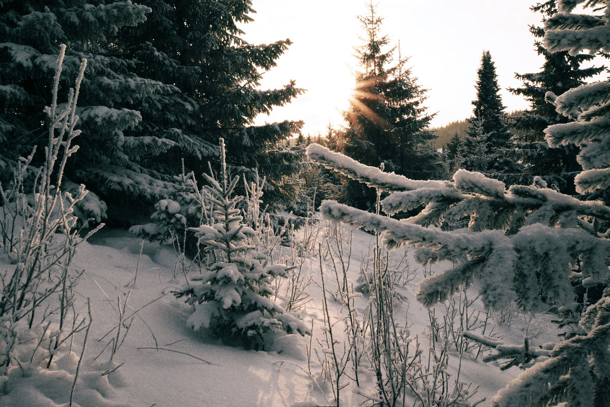 холодное солнце января... - леонид логинов