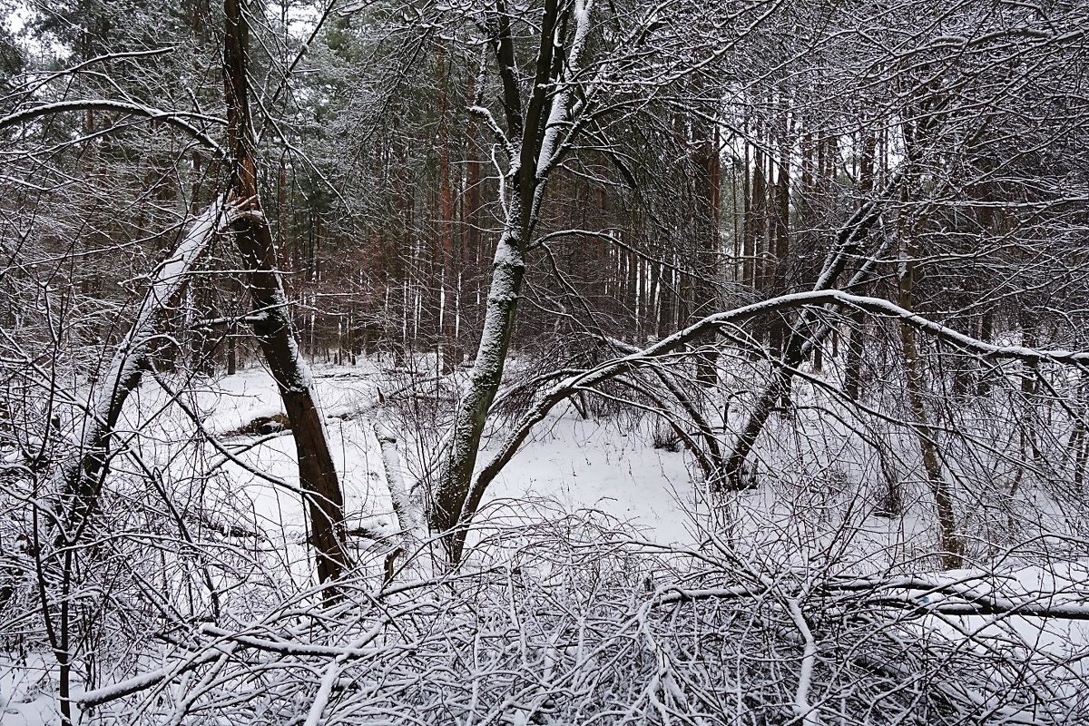Выпавший снег преобразил лес - Маргарита Батырева
