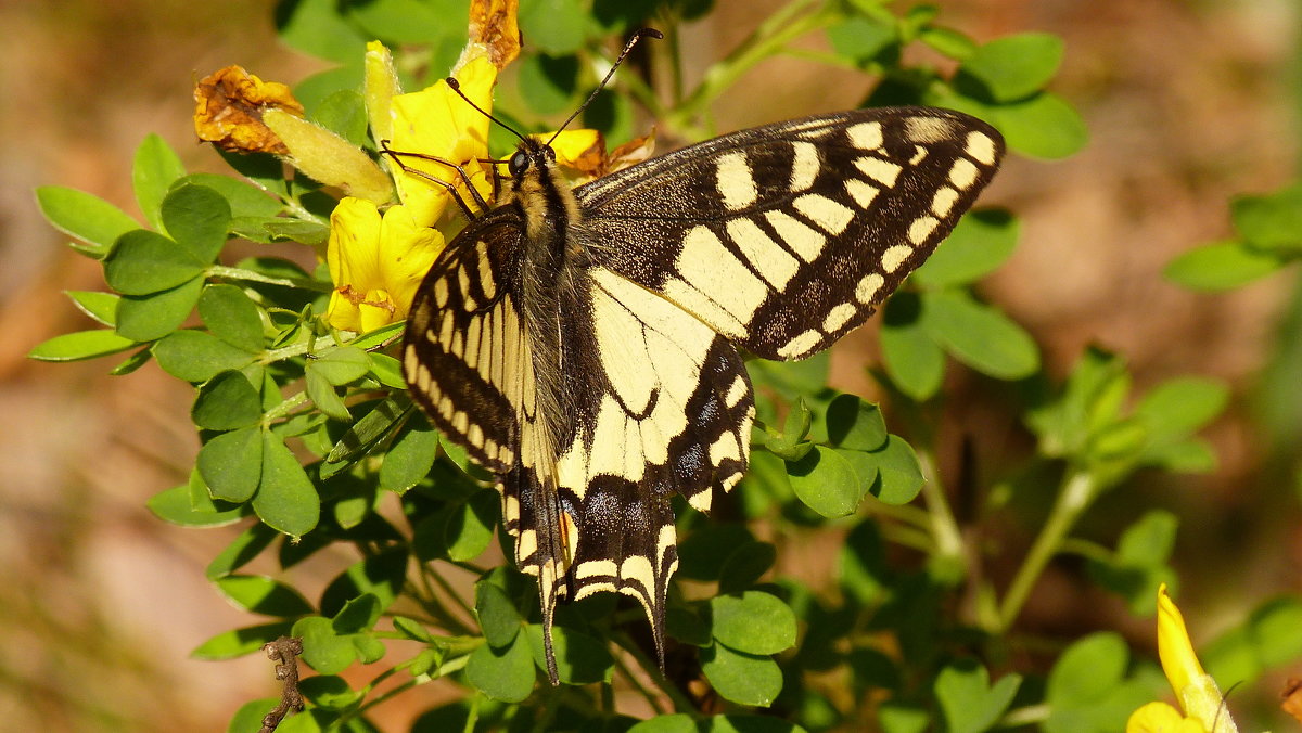 Махаон (Papilio machaon) - Александр Прокудин