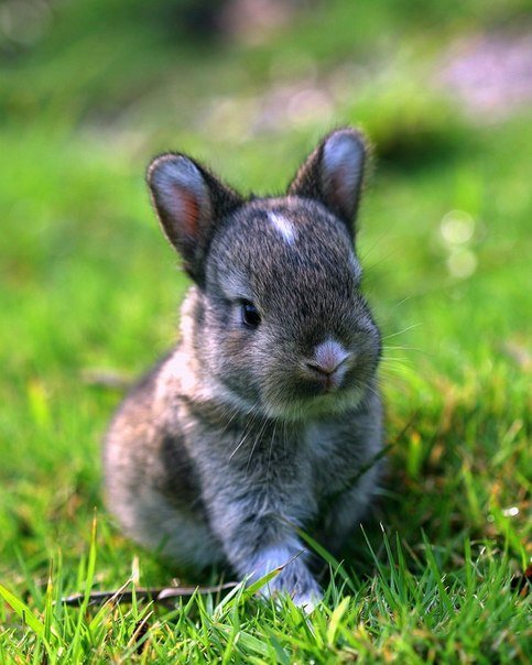 Кролик - Танюша 