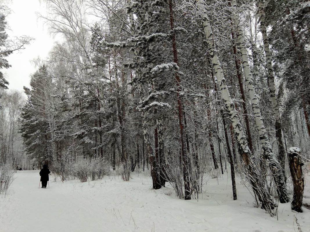 Скандинавская ходьба в морозный день ... - Татьяна Котельникова