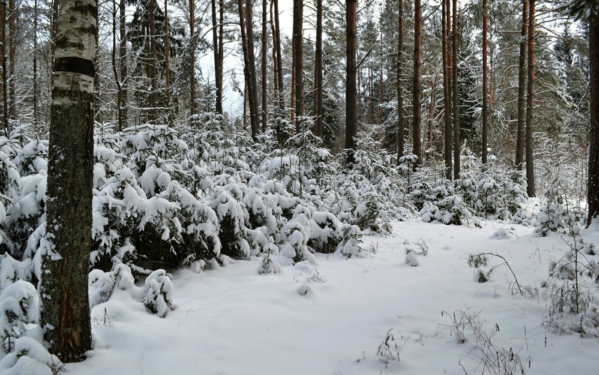 В зимнем наряде лесные красавицы - Милешкин Владимир Алексеевич 