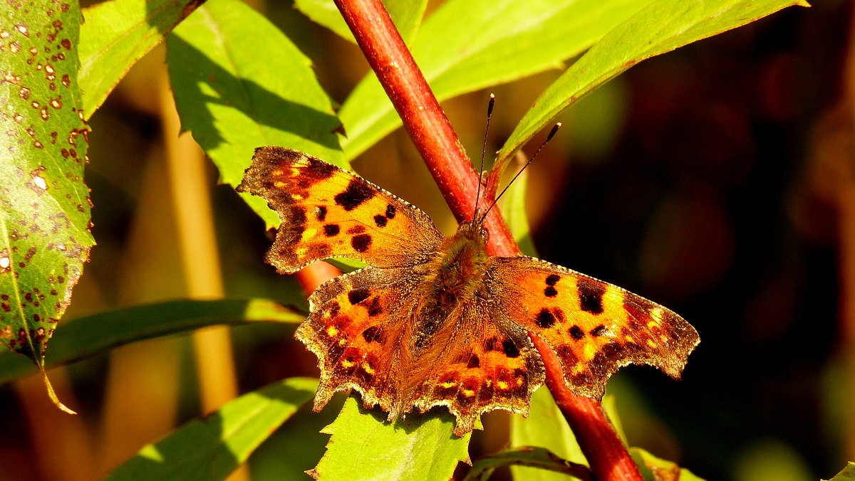 Углокрыльница С-белое Polygonia c-album (Linnaeus, 1758) 1 - Александр Прокудин