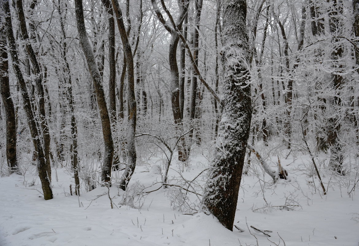 Зима в парке - Сергей 