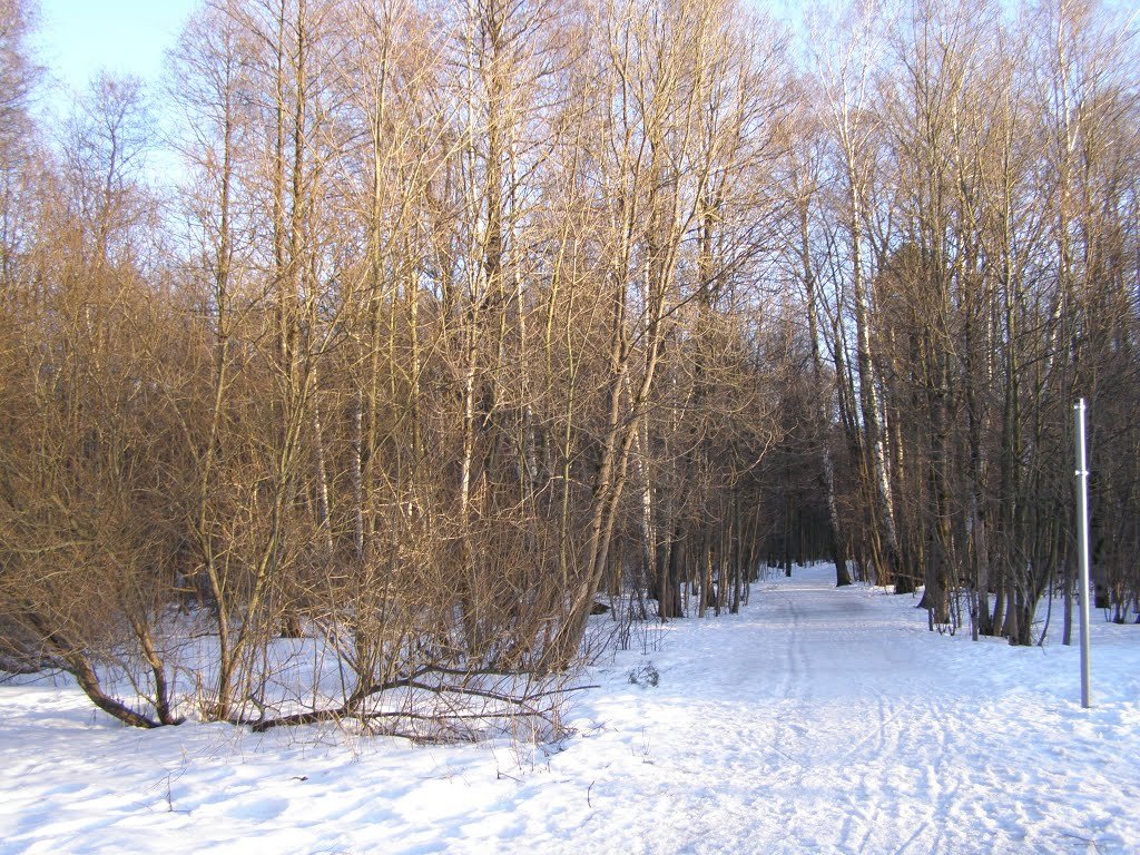 лыжня весенняя - Анна Воробьева