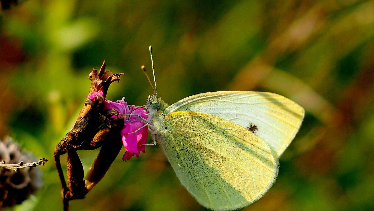 Репница Pieris rapae (Linnaeus, 1758) 1 - Александр Прокудин