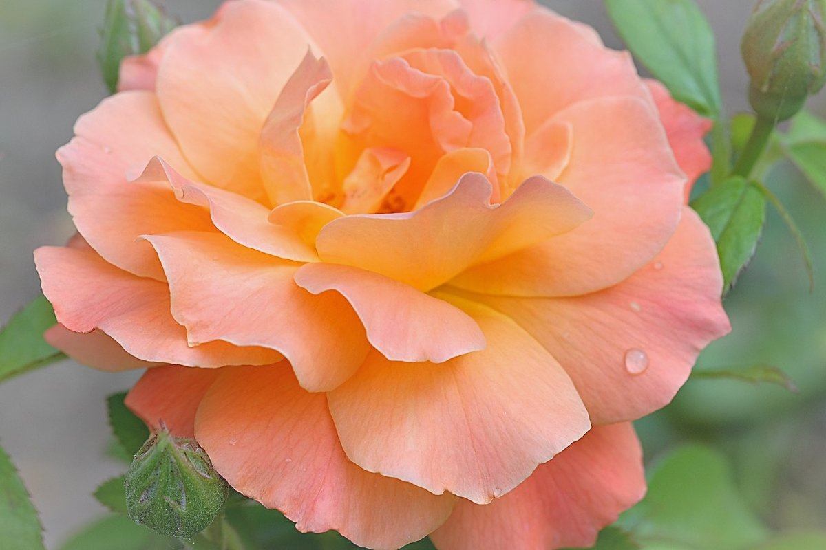 Прекрасная роза - wea *