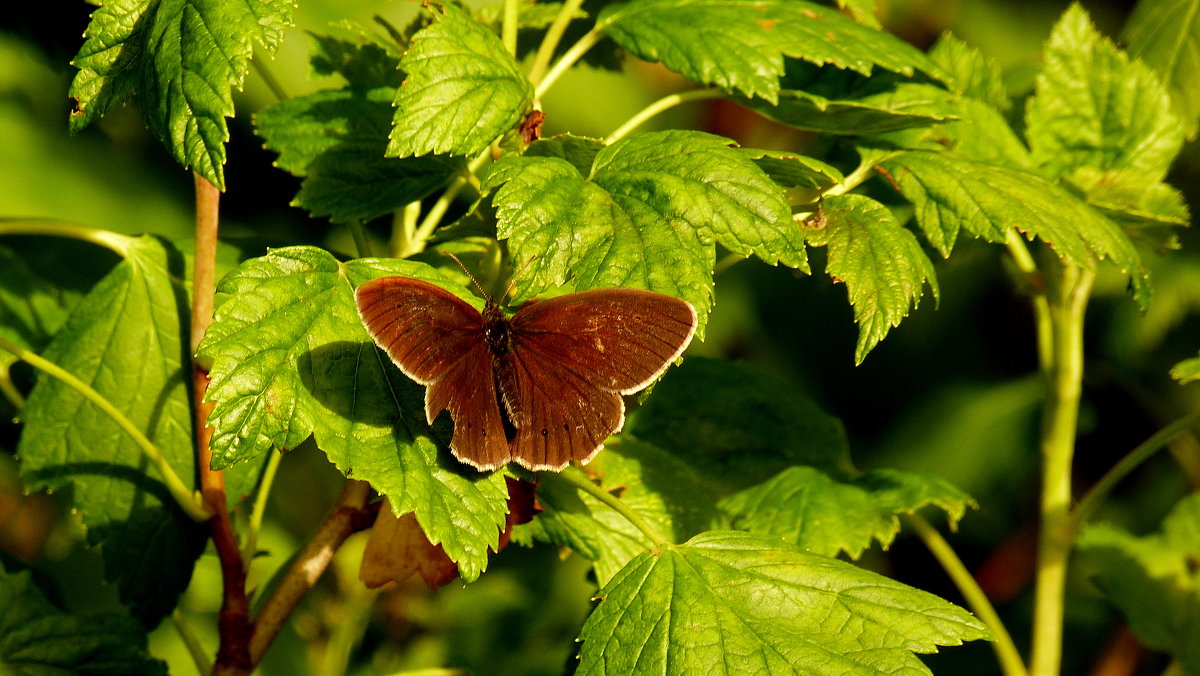 Глазок цветочный Aphantopus hyperantus (Linnaeus, 1758) 1 - Александр Прокудин