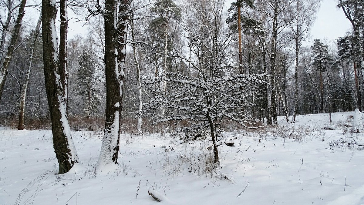 В зимнем лесу - Милешкин Владимир Алексеевич 