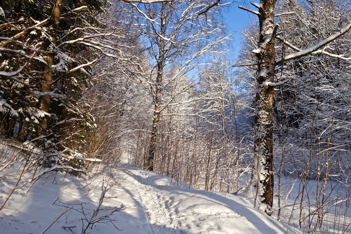 в зимнем лесу - Елена 