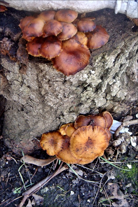 Февральские грибы возле нашего подъезда - Нина Корешкова