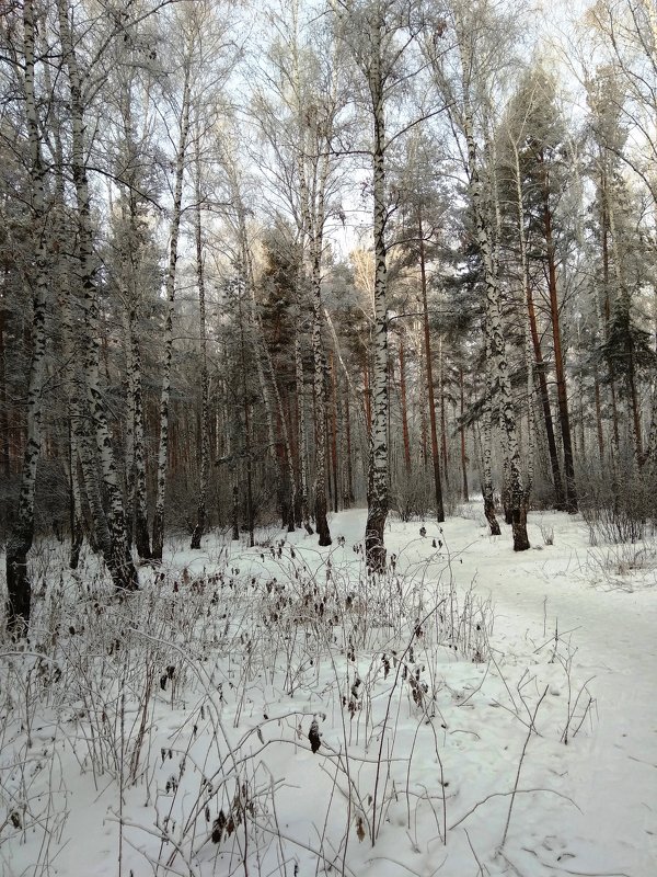 Красота зимнего леса - Татьяна Котельникова