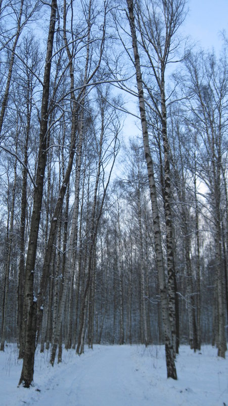 Январь в городском парке - Маера Урусова