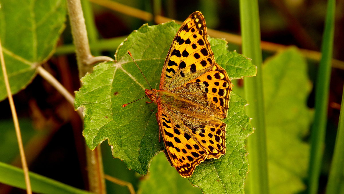 Перламутровка полевая Issoria lathonia (Linnaeus, 1758) 1 - Александр Прокудин