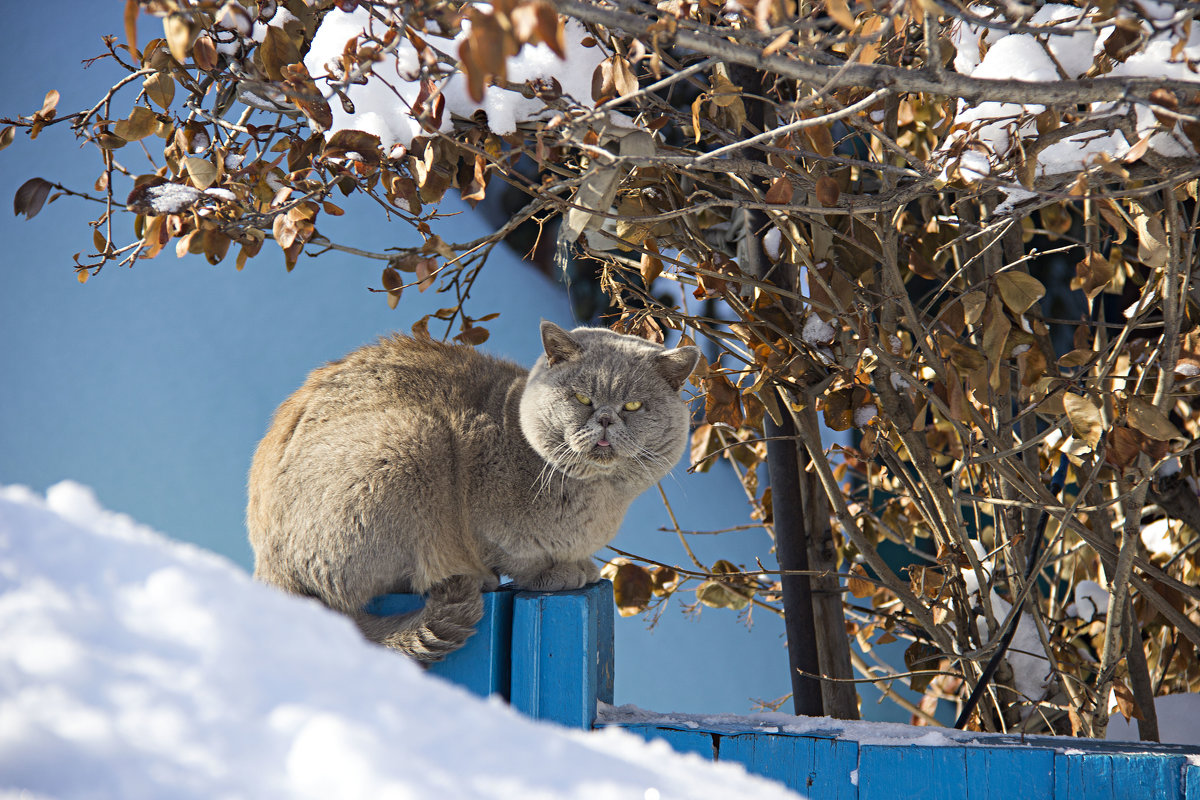 Котэ - Светлана 