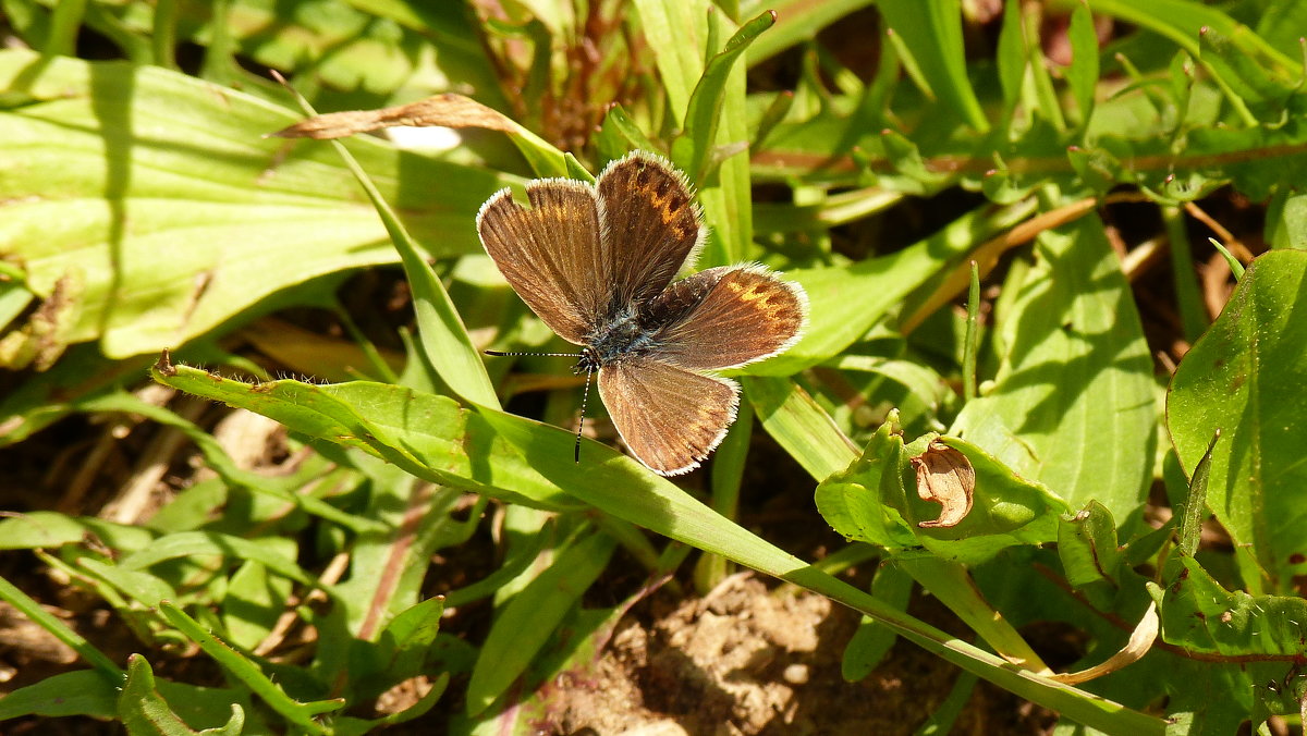 Голубянка бурая Aricia agestis ([Denis & Schiffermuller], 1775) 2 - Александр Прокудин