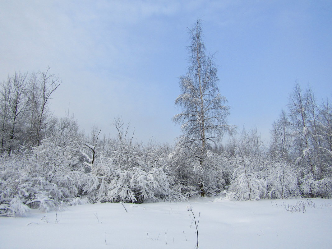 Морозный ясный день - Андрей Снегерёв
