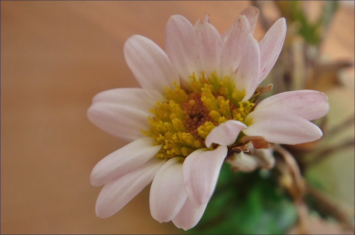 Цветочек хризантемы - Нина Корешкова