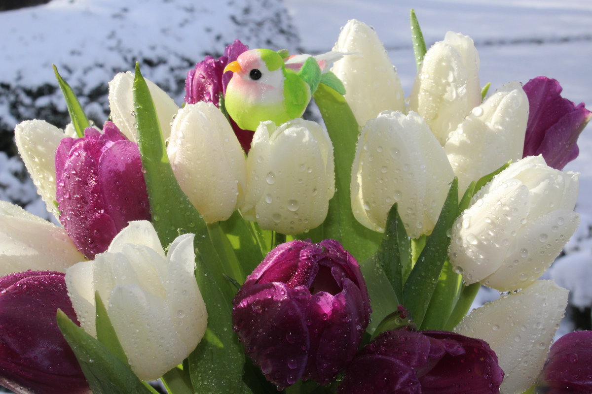 Тюльпаны - Mariya laimite