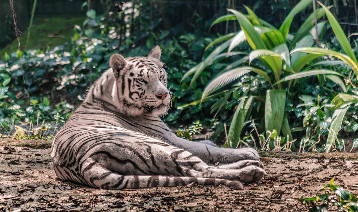 Белый тигр, Сингапурский зоопарк. - Edward J.Berelet