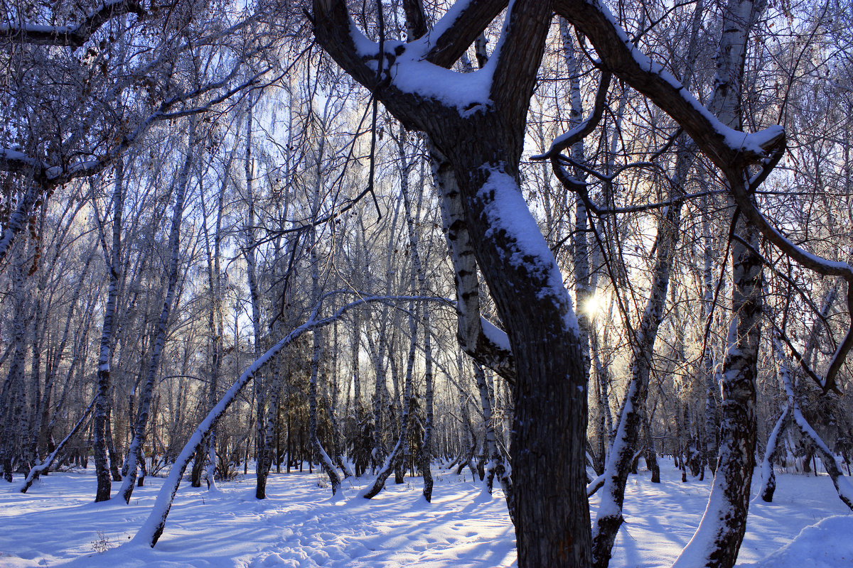 Зимний  лес - раиса Орловская